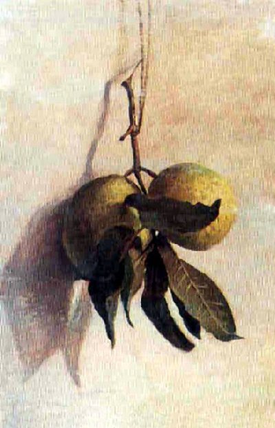 Guava by Benedito Calixto